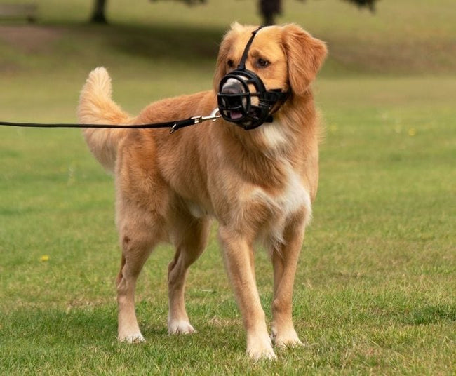 Baskerville Ultra Muzzle - Black