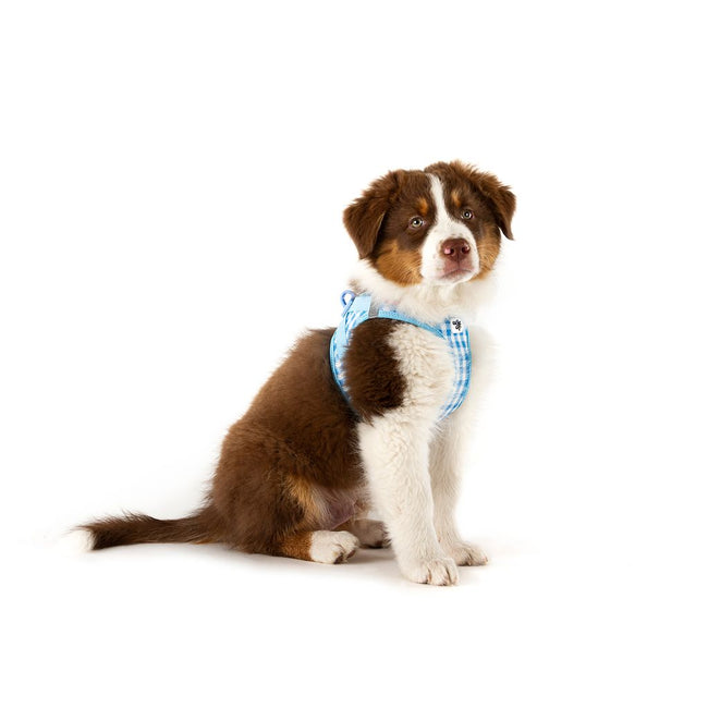 Curli Dog Harness Air Mesh & Leash