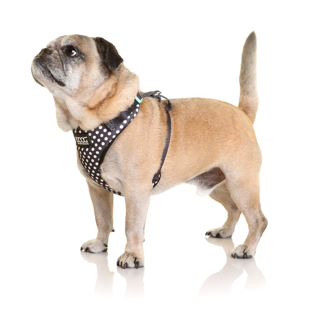 Doog Neoflex Pongo Harness