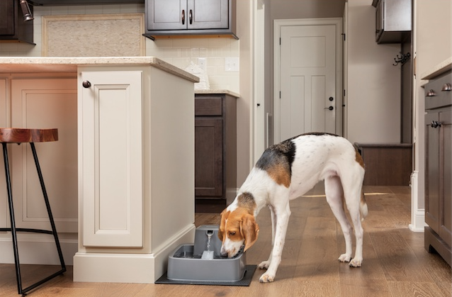 Drinkwell Pet Fountain