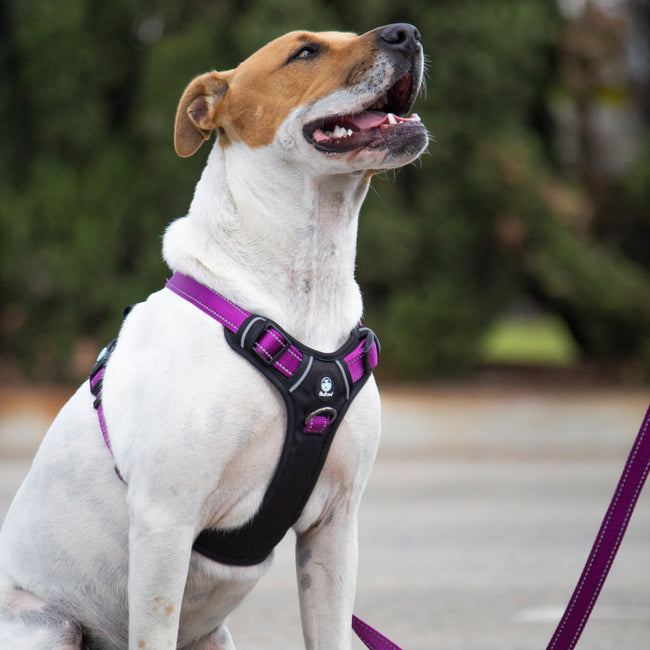 Huskimo Ultimate Harness - Aurora