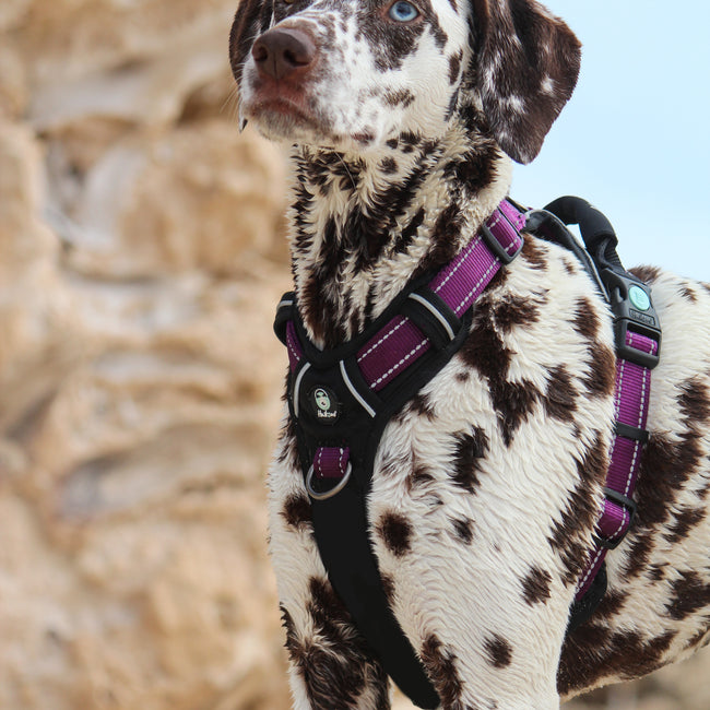 Huskimo Ultimate Harness - Aurora