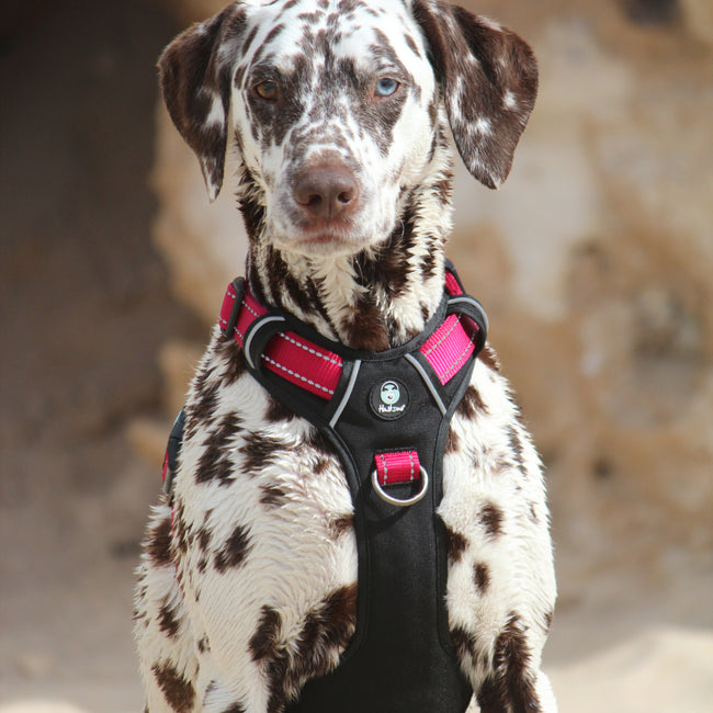 Huskimo Ultimate Harness - Uluru