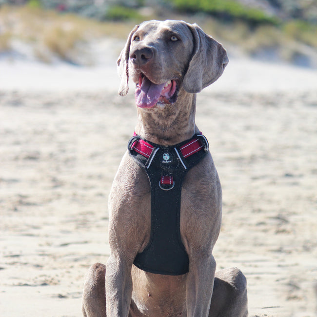Huskimo Ultimate Harness - Uluru