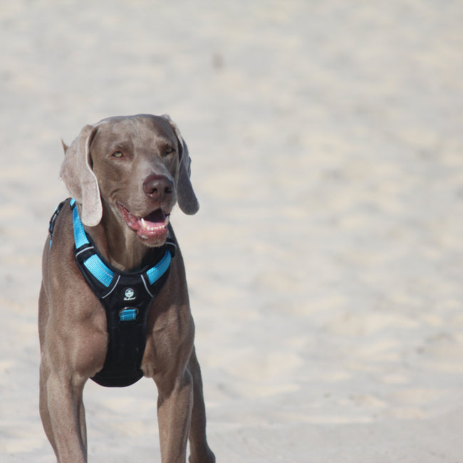 Huskimo Ultimate Harness - Bells Beach