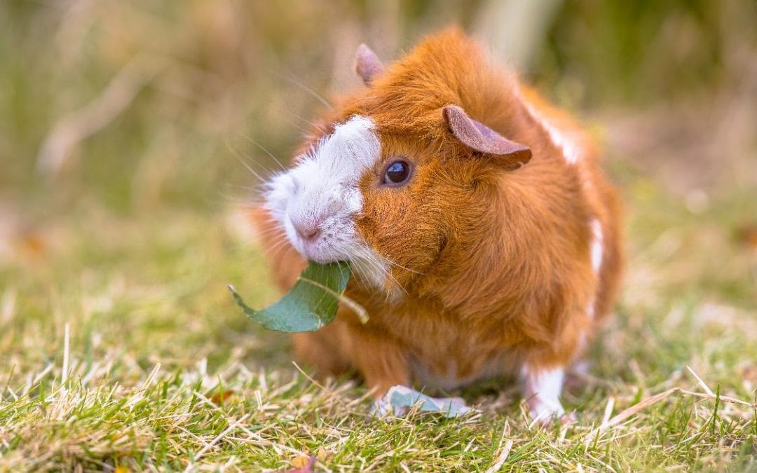 Small Animal