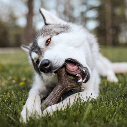 Benebone Maplestick Dog Chew Toy