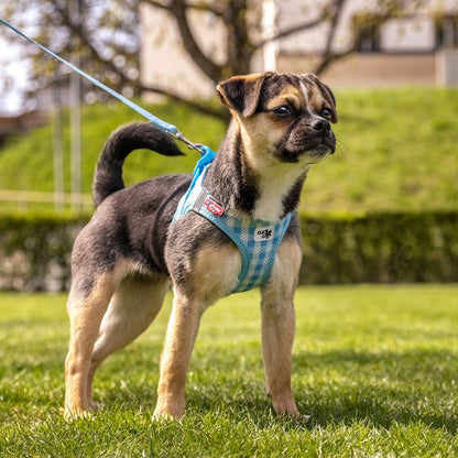 Curli Dog Harness Air Mesh & Leash