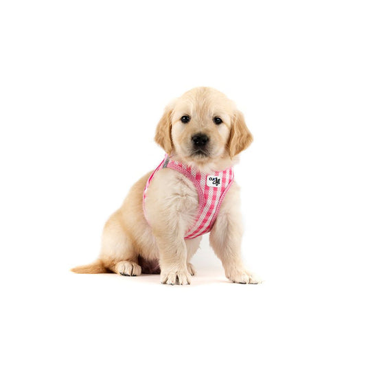 Curli Dog Harness Air Mesh & Leash