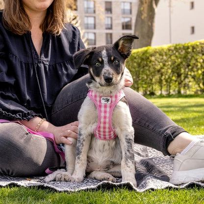 Curli Dog Harness Air Mesh & Leash