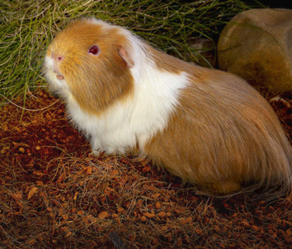 Small Animal Bedding