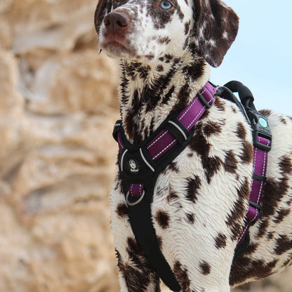 Huskimo Ultimate Harness - Aurora